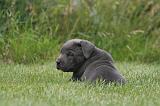 CANE CORSO 1300